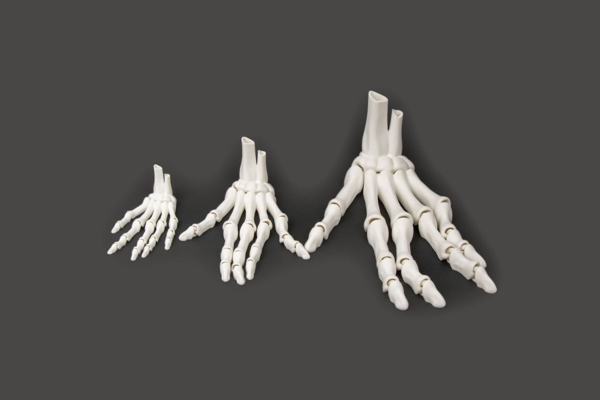 3D-Printed Skeletal Hand – Articulated Bone-White Desk Companion